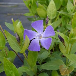 Vinca major ---